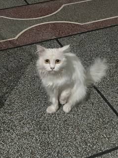 selling this beautiful Persian male