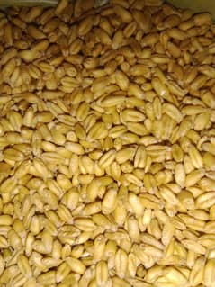 Wheat seeds