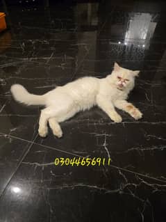 semi punched Persian loving Male cat