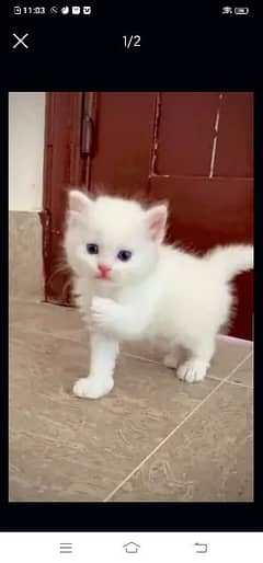 Persian cat for sale 2 month age WhatsApp number 03417057463