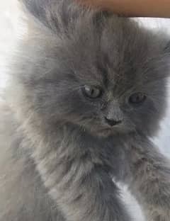 Persian kittens for sale 03287576736 call wahtasp