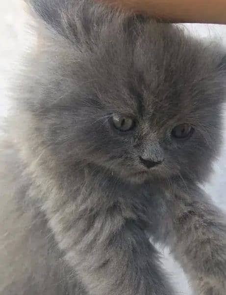 Persian kittens for sale 03287576736 call wahtasp 0