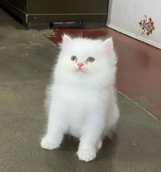 Persian kittens for sale 03287576736 call wahtasp 1