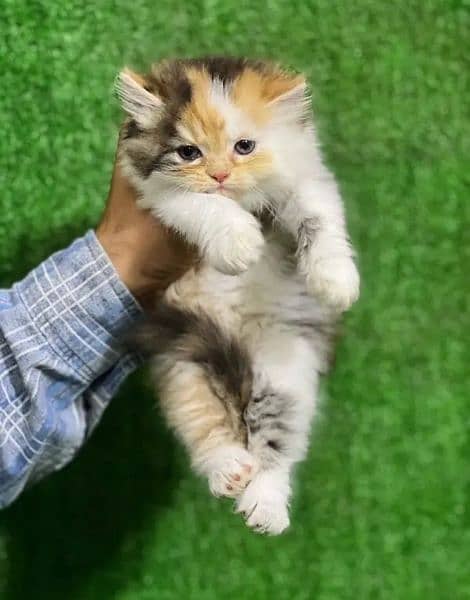 Persian kittens for sale 03287576736 call wahtasp 2