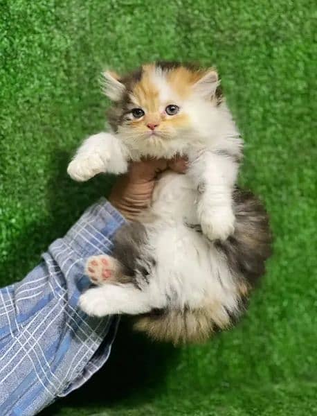 Persian kittens for sale 03287576736 call wahtasp 3