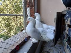 White Lakkay Pair pigeons