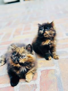 PerSian KiTTen Pair for sale