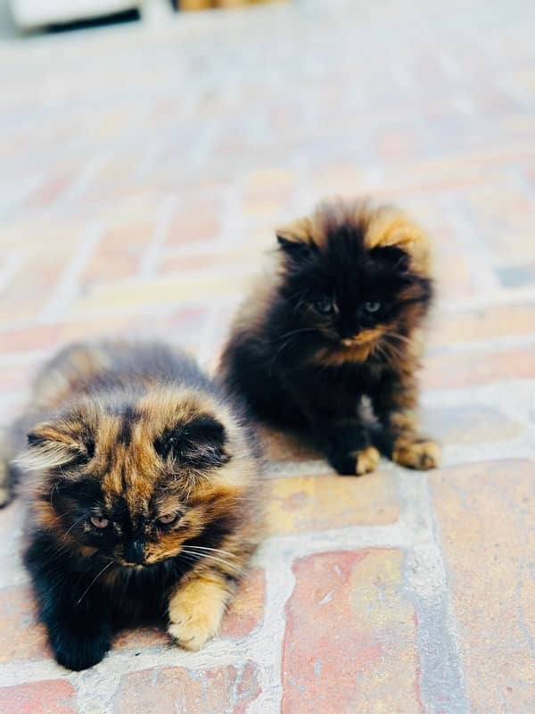 PerSian KiTTen Pair for sale 1