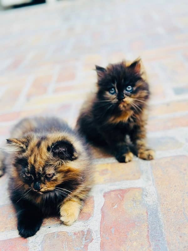 PerSian KiTTen Pair for sale 2