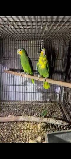 Amazon Captive pair not tamed