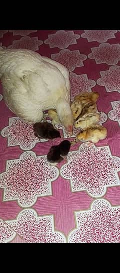 Heera murgi chicks 5 chicks available 1 month age