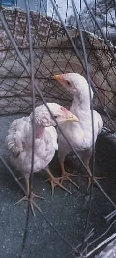 aseel heera chicks