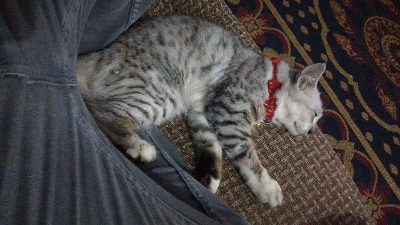 5 months old Turkish Angora Male cat for sale 1