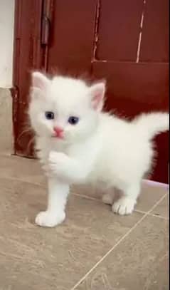 Persian cat for sale 2 month age WhatsApp number 03417057463