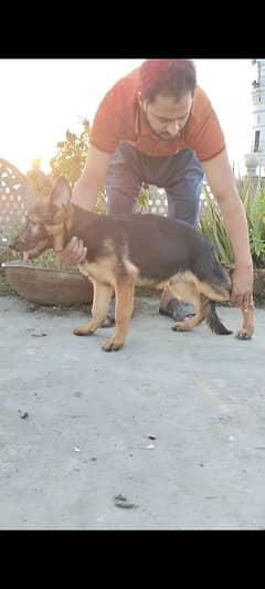 Stock hair German Shepherd Male