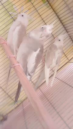 Cockatial pair and female (male Grey and females cinamon)