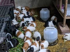 Guinea pigs