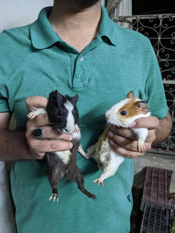 Guinea pigs 1