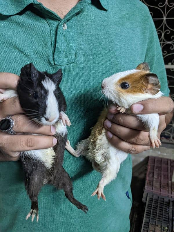 Guinea pigs 2