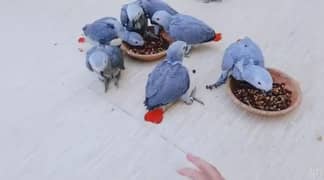 African grey parrot chicks for sale (03427300550)