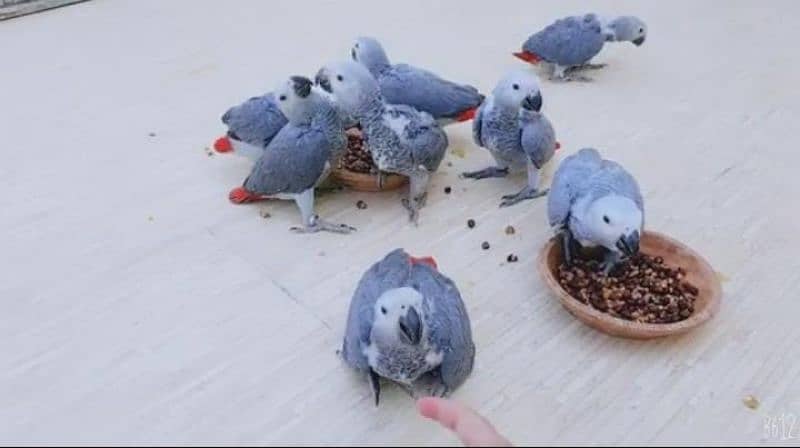 African grey parrot chicks for sale (03427300550) 1