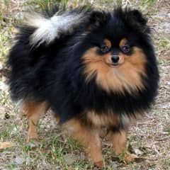 Pedigree Pomeranian Dogs Available for Sale / Pom for Sale