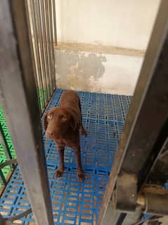 Chocolate labrador female american lab