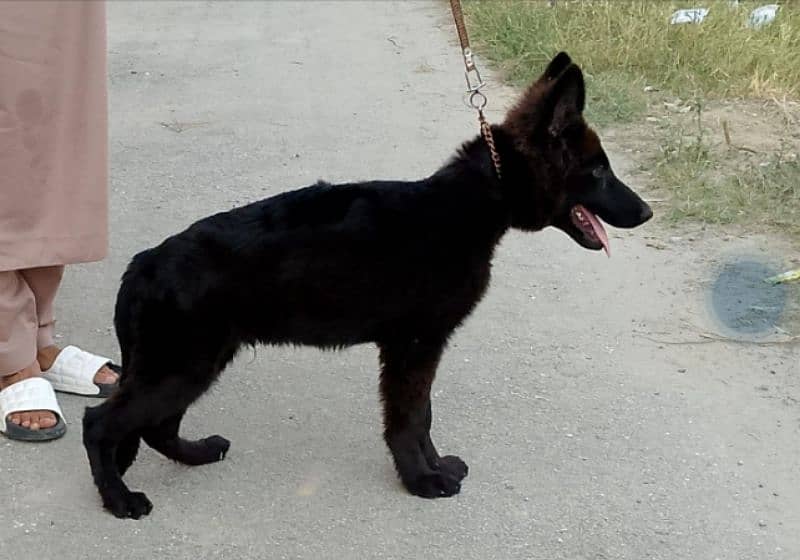 black shaferd male long coat puppie cal num 03095299171 5