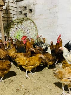 Golden Misri Hens ( Laying Egg )  انڈہ دے رہی ہیں 0