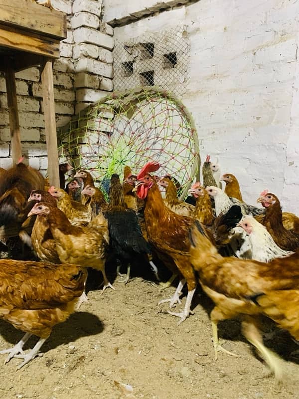 Golden Misri Hens ( Laying Egg )  انڈہ دے رہی ہیں 1