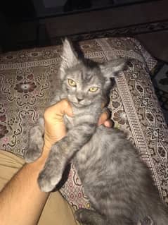 female parsian kitten