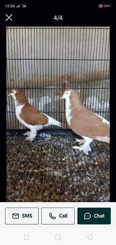 fancy pair of pigeons /Male & Femail 0