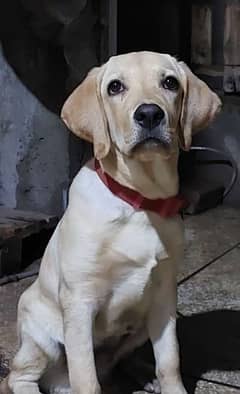 6 months American Labrador retriever