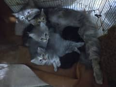 Persian cats triple long coat Mother & 4 kittens urgent for sale