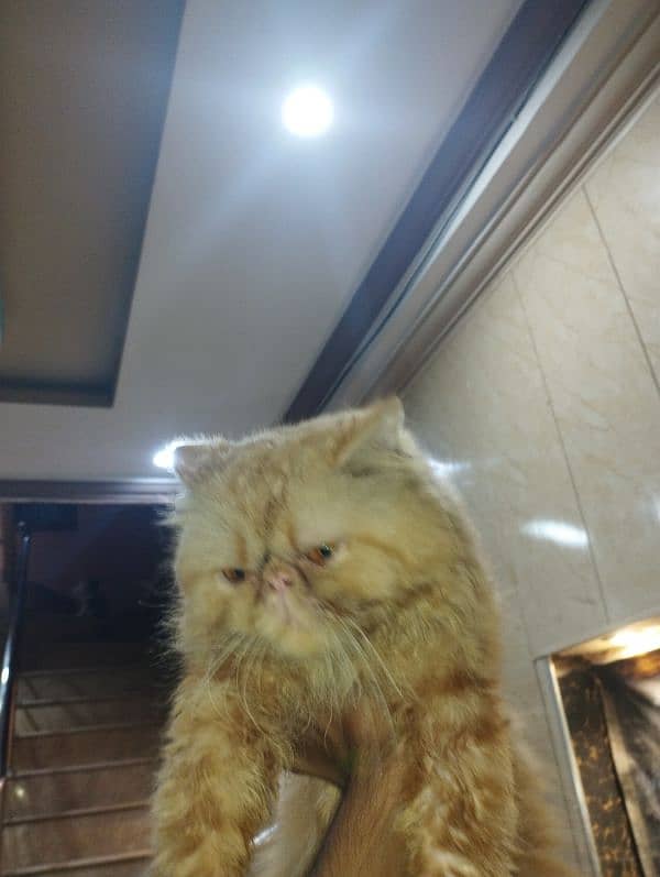 persion pikki face male cat fully vaccinated 3