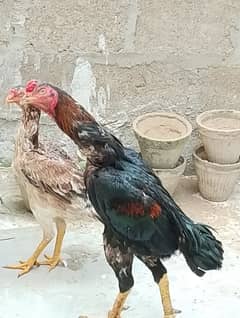 1. Pair Shamo or 4 chicks shamo ke for sell