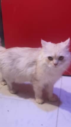 pure persian punch face triple coted male for sale