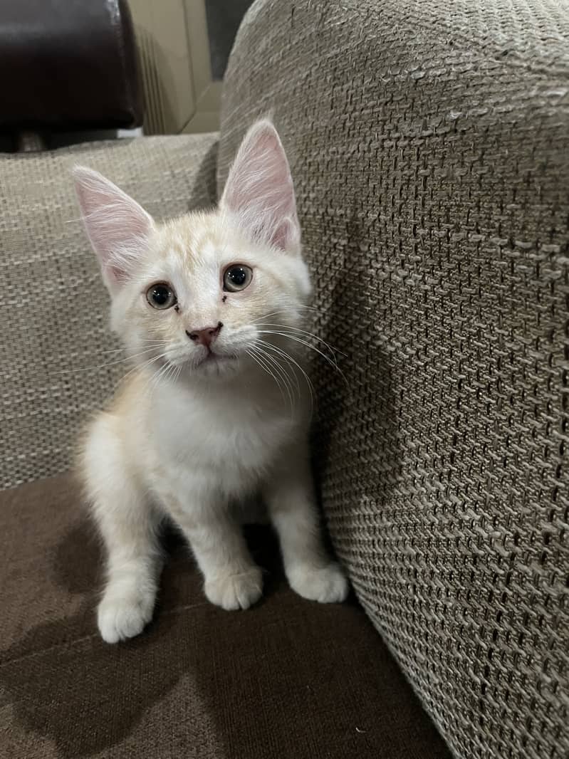 Half Persian/ Half Siamese cat available for free 2