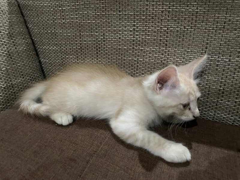 Half Persian/ Half Siamese cat available for free 5