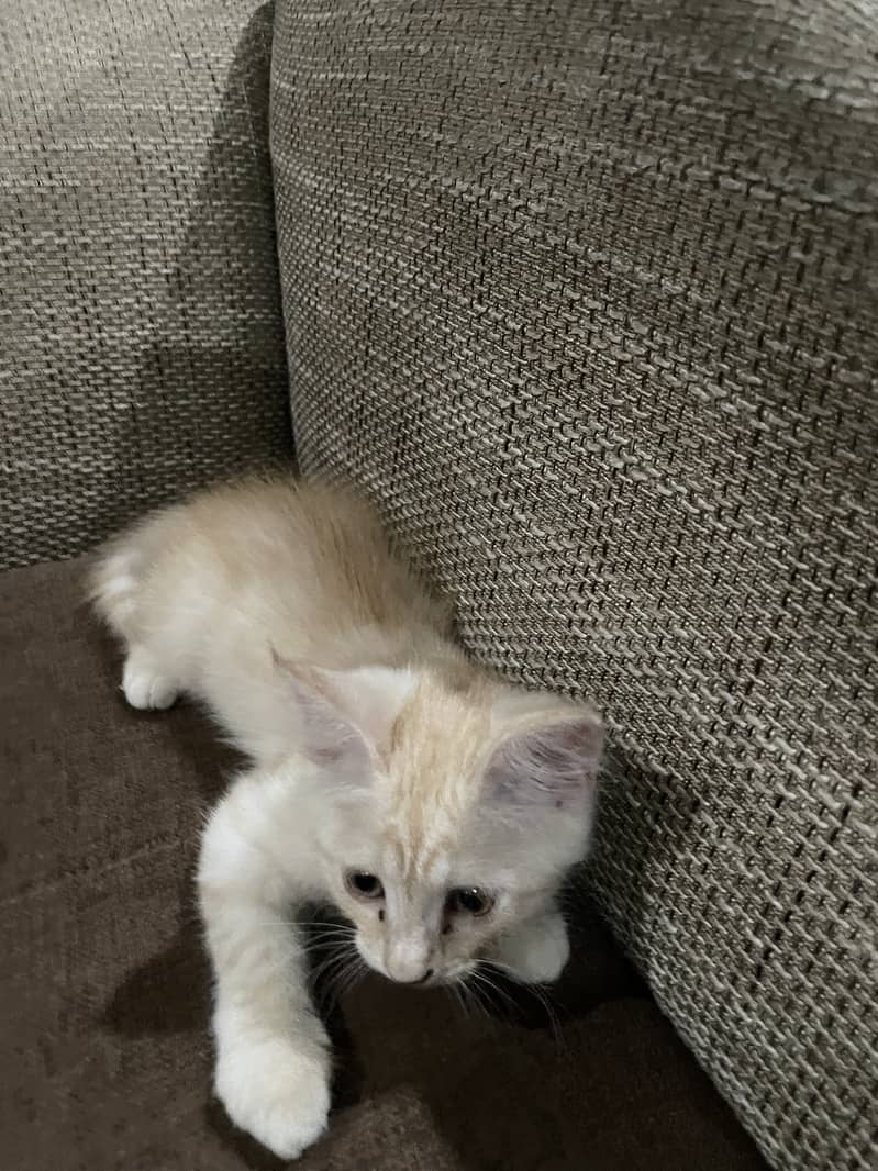 Half Persian/ Half Siamese cat available for free 6