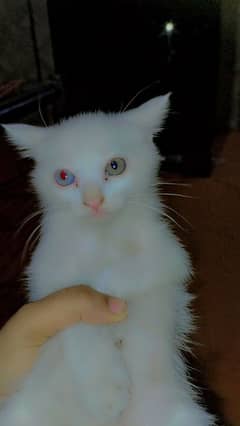 Turkish agora kitten 40th day