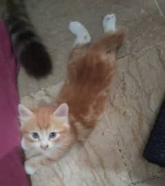 kitten for sale each 3500