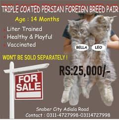 Triple coated royal Persian pair