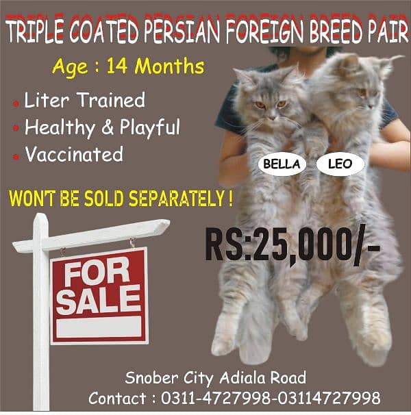 Triple coated royal Persian pair 0