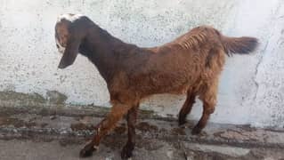 Goats for Sale