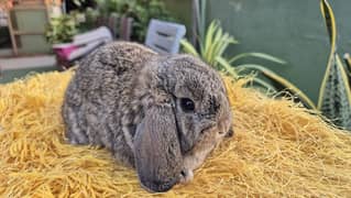 Holland Lop Bunnies Rabbits