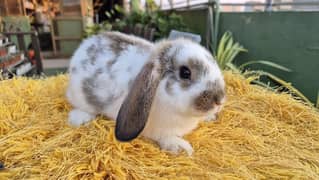 Holland Lop Bunnies Rabbits