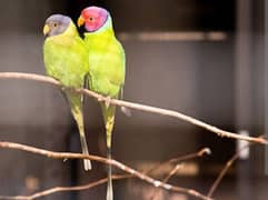 plum headed -golden finches- doves or love bird