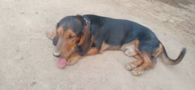 Dachshund Breeder pair availabe 03116712157