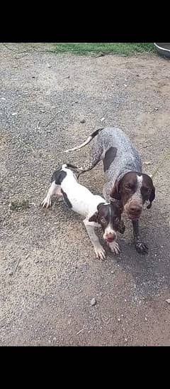 pointer dogs